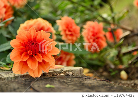 大麗花花 119764422