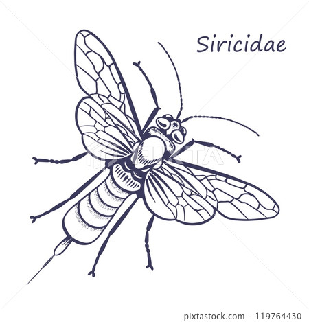 Siricidae vector sketch 119764430
