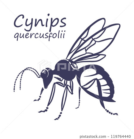 Cynips quercusfolii vector sketch 119764440