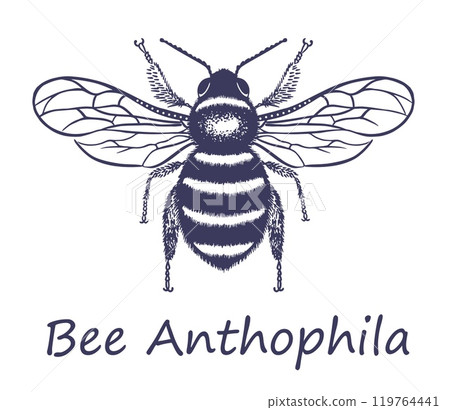 Bee Anthophila vector sketch 119764441