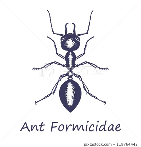 Ant Formicidae vector sketch 119764442