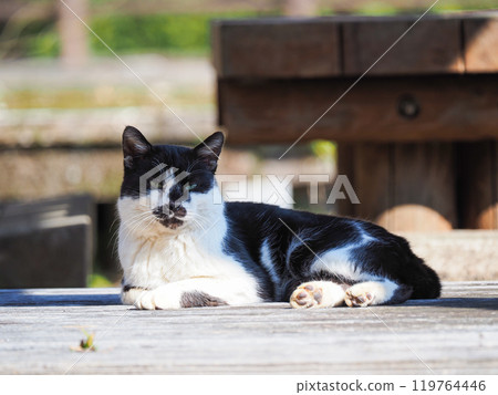 A cat resting on a bench 119764446