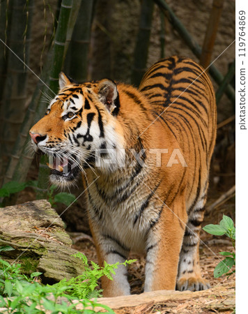 Amur tiger on guard after leaving the bamboo forest Amur tiger on guard after leaving the bamboo forest 119764869