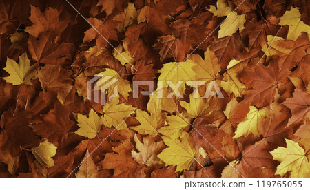Fallen maple leaves creating colorful autumn background Fallen maple leaves creating colorful autumn background 119765055