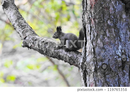 Ezo squirrel climbing a tree 119765358