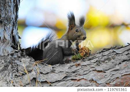 Ezoris eating pine cones on a tree 119765361