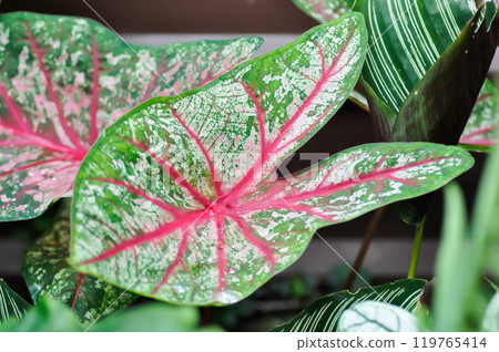 Caladium, Caladium Bicolor Vent or Caladium bicolor or bicolor leaf 119765414