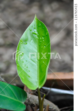 Philodendron , Philodendron erubescens or K Koch and Augustin and rain droplet 119765415