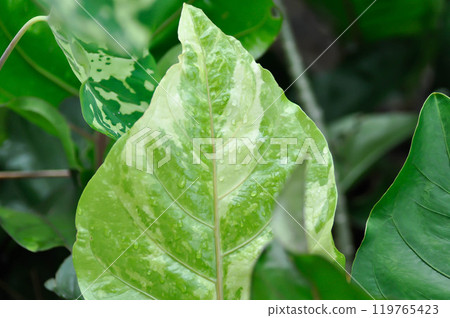Anthurium Renaissance or Anthurium Renaissance leaf ,leaves or Anthurium leaf or bicolor leaf 119765423