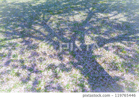 飄落的櫻花花瓣/春天的圖像 119765446