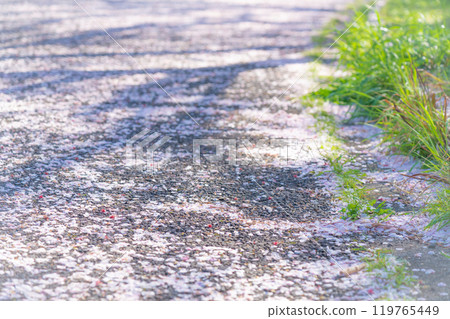 飄落的櫻花花瓣/春天的圖像 飄落的櫻花花瓣/春天的圖像 119765449