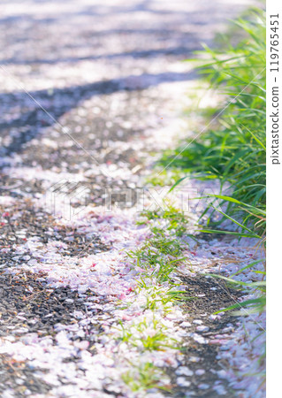 飄落的櫻花花瓣/春天的圖像 119765451