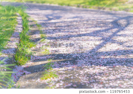 飄落的櫻花花瓣/春天的圖像 119765453
