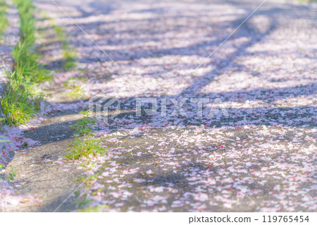 飄落的櫻花花瓣/春天的圖像 119765454