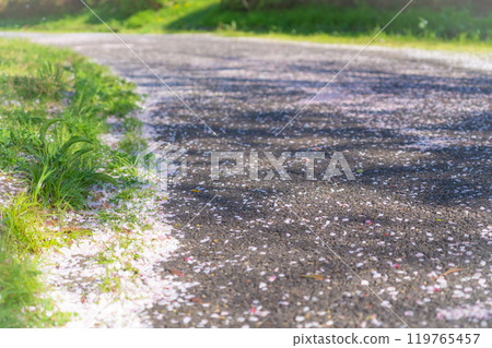 飄落的櫻花花瓣/春天的圖像 119765457