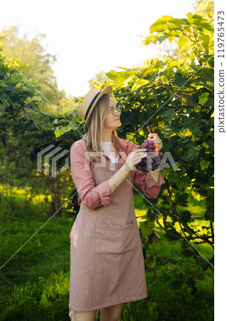 Close up of young Caucasian woman farmer winemaker checking grapes for quality on large vineyard plantation in Poland. Girl holding a bunch of pink grapes Close up of young Caucasian woman farmer winemaker checking grapes for quality on large vineyard plantation in Poland. Girl holding a bunch of pink grapes 119765473