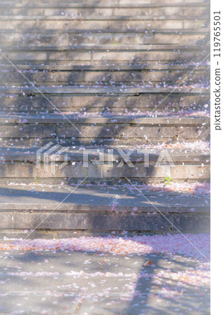 飄落的櫻花花瓣/春天的圖像 119765501