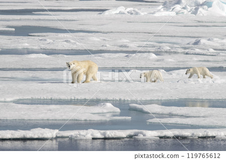 Wild polar bear (Ursus maritimus) mother and cub on the pack ice Wild polar bear (Ursus maritimus) mother and cub on the pack ice 119765612