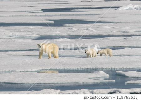 Polar bear mother (Ursus maritimus) and twin cubs on the pack ice, north of Svalbard Arctic Norway 119765613