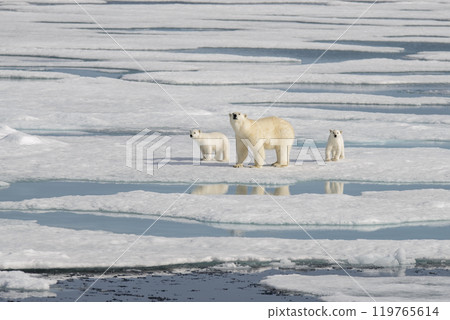 Wild polar bear (Ursus maritimus) mother and cub on the pack ice Wild polar bear (Ursus maritimus) mother and cub on the pack ice 119765614