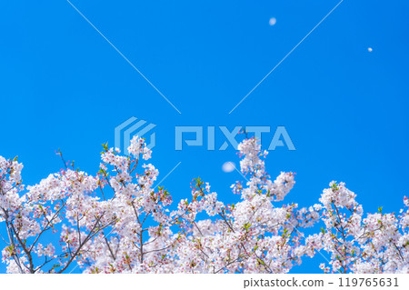 Cherry blossoms and blue sky/spring image 119765631