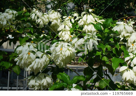 屬於茜草科的常綠木本藤本植物「Conlonca」的花朵 屬於茜草科的常綠木本藤本植物「Conlonca」的花朵 119765669
