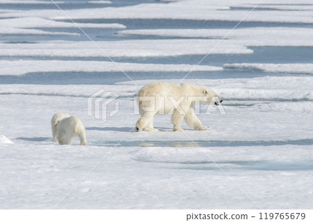 Wild polar bear (Ursus maritimus) mother and cub on the pack ice Wild polar bear (Ursus maritimus) mother and cub on the pack ice 119765679