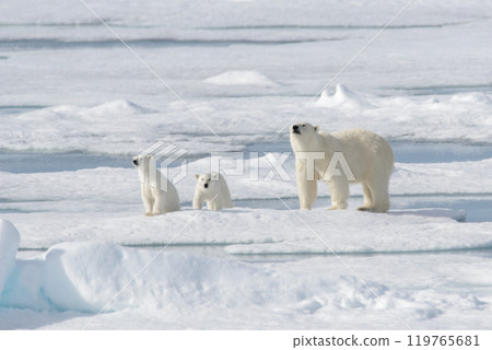 Wild polar bear (Ursus maritimus) mother and cub on the pack ice 119765681