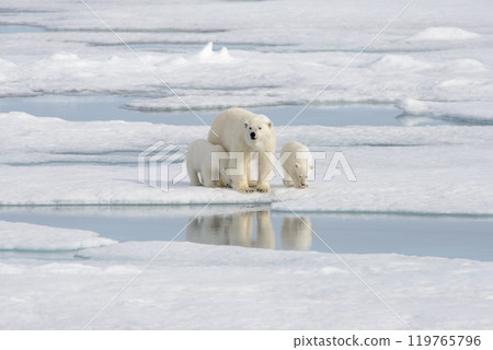 Wild polar bear (Ursus maritimus) mother and cub on the pack ice 119765796