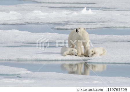 Wild polar bear (Ursus maritimus) mother and cub on the pack ice 119765799