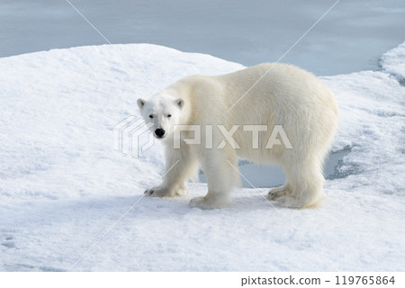 Wild polar bear on pack ice in Arctic Wild polar bear on pack ice in Arctic 119765864