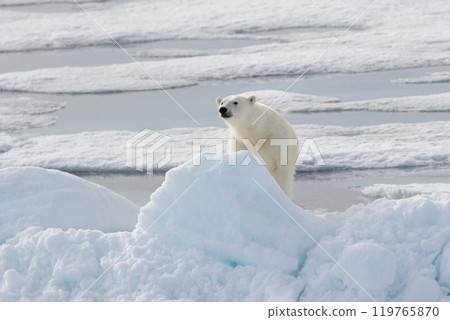 Wild polar bear on pack ice in Arctic 119765870