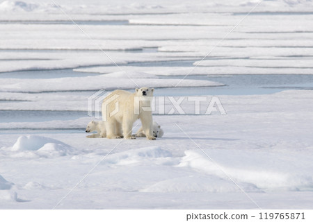 Wild polar bear (Ursus maritimus) mother and cub on the pack ice 119765871