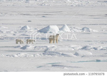 Wild polar bear (Ursus maritimus) mother and cub on the pack ice 119765878