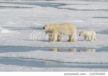 Wild polar bear (Ursus maritimus) mother and cub on the pack ice 119765885