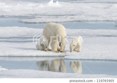 Wild polar bear (Ursus maritimus) mother and cub on the pack ice 119765905