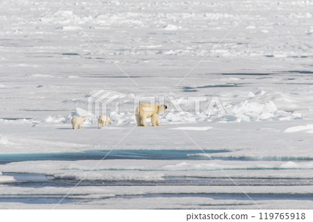 Polar bear mother (Ursus maritimus) and twin cubs on the pack ice, north of Svalbard Arctic Norway 119765918