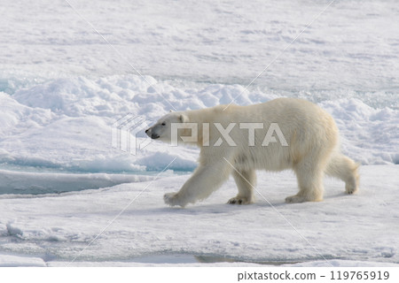 Polar bear (Ursus maritimus) on the pack  ice north of Spitsbergen Island, Svalbard, Norway, Scandinavia, Europe 119765919