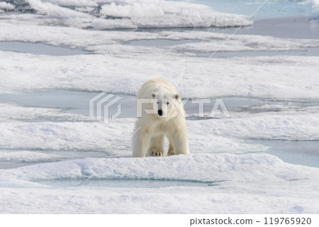 Polar bear (Ursus maritimus) on the pack  ice north of Spitsbergen Island, Svalbard, Norway, Scandinavia, Europe 119765920