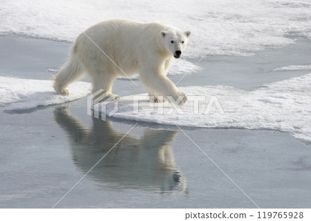Wild polar bear on pack ice in Arctic 119765928