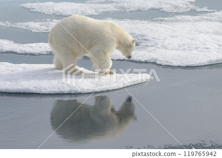 Wild polar bear on pack ice in Arctic Wild polar bear on pack ice in Arctic 119765942