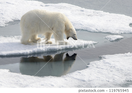 Wild polar bear on pack ice in Arctic Wild polar bear on pack ice in Arctic 119765945