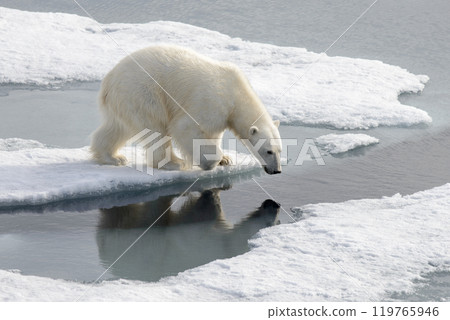 Wild polar bear on pack ice in Arctic 119765946