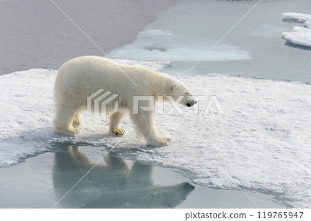 Polar bear (Ursus maritimus) on the pack ice north of Spitsbergen Island, Svalbard with reflection Polar bear (Ursus maritimus) on the pack ice north of Spitsbergen Island, Svalbard with reflection 119765947