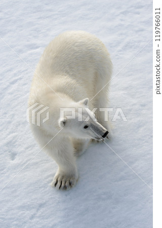 Wild polar bear on pack ice in Arctic 119766011
