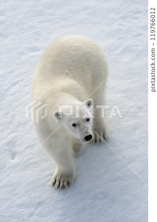 Wild polar bear on pack ice in Arctic 119766012