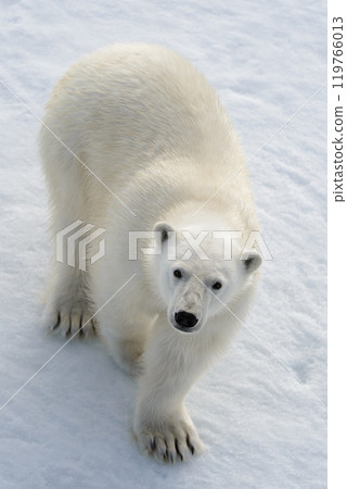 Wild polar bear on pack ice in Arctic 119766013
