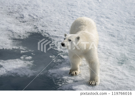 Wild polar bear on pack ice in Arctic 119766016