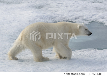 Wild polar bear on pack ice in Arctic 119766019
