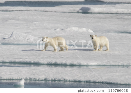 Wild polar bear  cubs on the pack ice 119766028